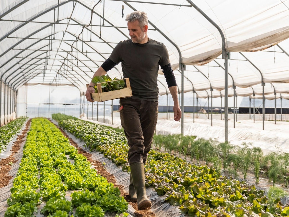 Farmer walking through a greenhouse carrying a crate of freshly harvested greens.