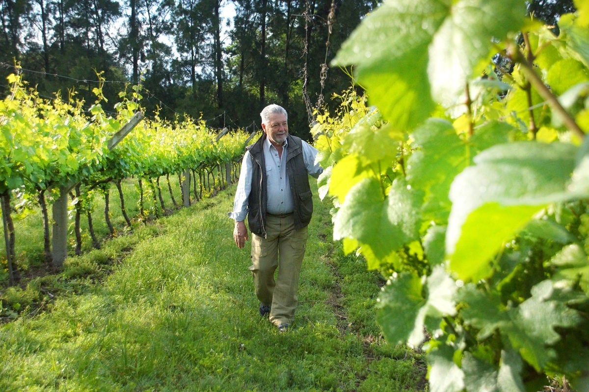Person walking through green vineyard rows on sunny day