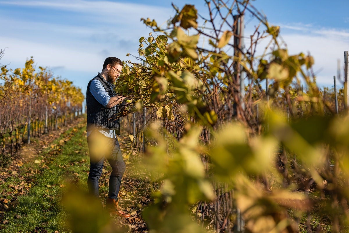 Person inspecting grapevines in a sunny vineyard.