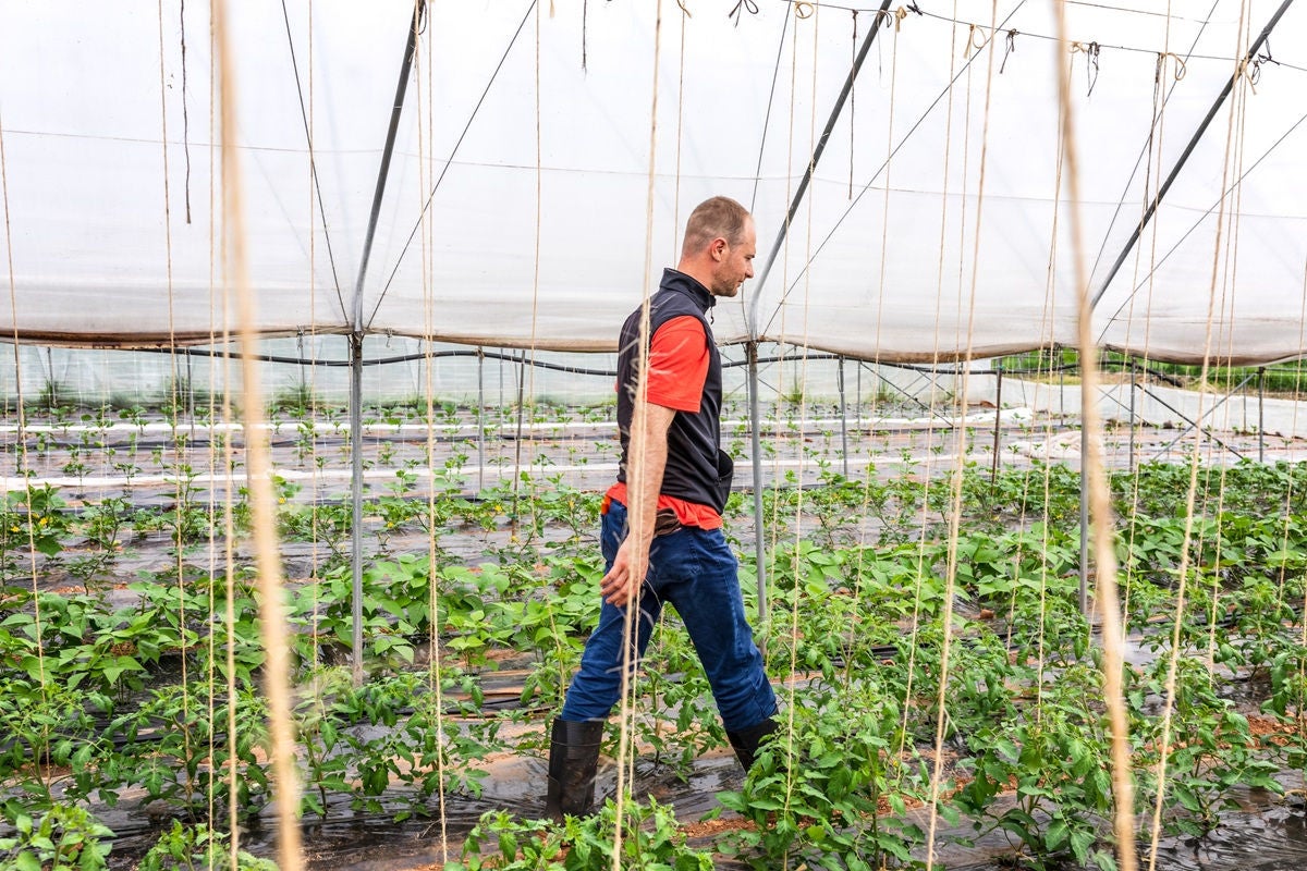 Farmer working in the vegetable garden
