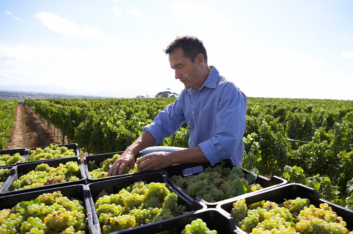 Man checking grapes at winery on a sunny day