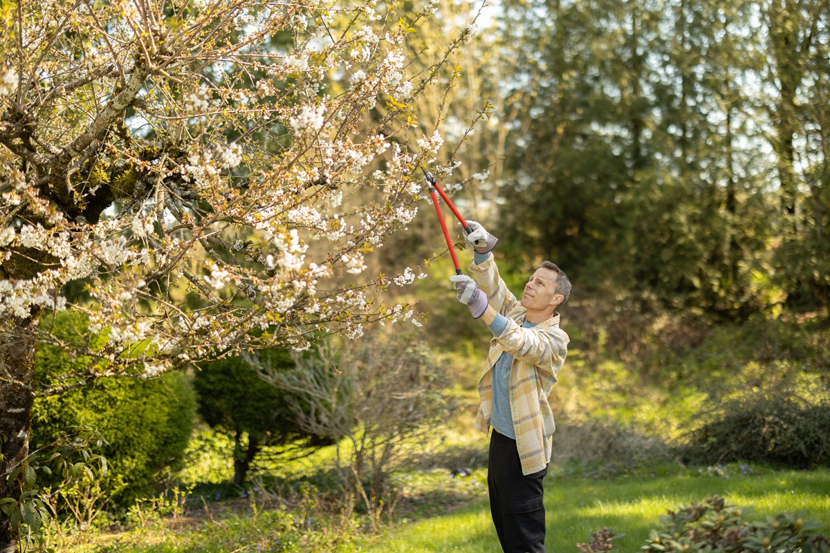 Person pruning branches on a flowering tree in a sunny garden.
