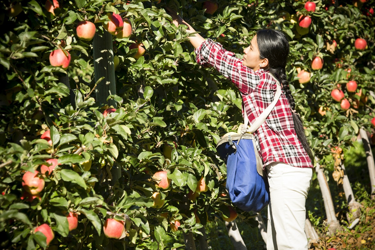 A person wearing a plaid shirt reaches up to pick apples from a tree in a sunlit orchard, carrying a blue bag for collecting fruit.