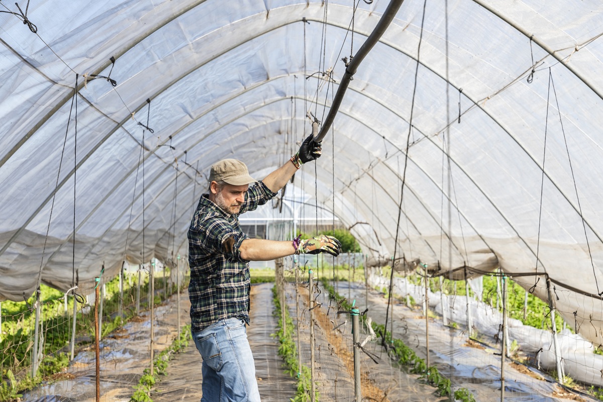 A farmer adjusts overhead irrigation tubing inside a greenhouse, standing between rows of young plants covered with protective ground fabric.