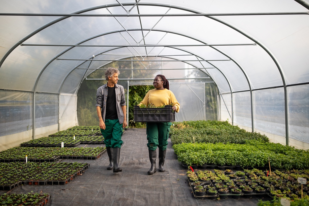 Two people walk through a greenhouse carrying a crate of seedlings, surrounded by rows of young plants in trays.